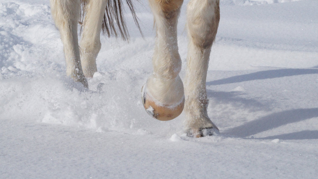 Horse in Duplo composite shoes trotting through fresh snow
